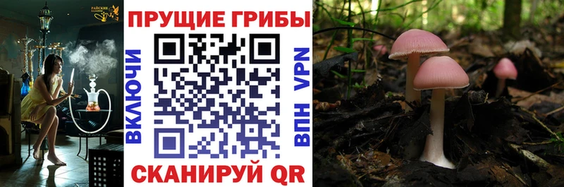 наркошоп  Междуреченск  Псилоцибиновые грибы Cubensis 
